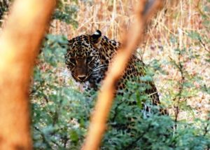 Jaipur Leopard Safari Jhalana