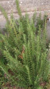 Wild fennel on Pollara